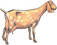 
Milking goat: Nubian.
